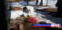 Галзуу чонын үхсэн хашаанд ариутгал хийлээ
