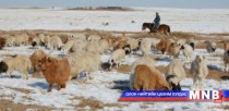 Ирэх жил манай улсын мал 60 саяд хүрнэ