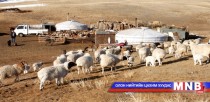Баян-Өлгий аймагт мал төллөлт 43 хувьтай байна