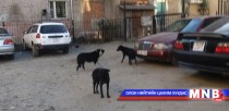 Золбин нохой, муур устгах зардлыг нэмлээ