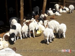 Бэлчээрийн доройтолд малын тоо толгой ихээр нөлөөлж байна гэв