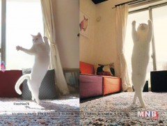 Балетчин муур интернэтэд алдаршив 