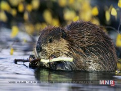 Туул гол 20 жилийн дараа минжтэй болно