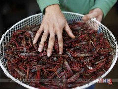 Израйлийн компани хүнсэнд хэрэглэхэд тохиромжтой шавж үржүүлж, худалдаалж байна 