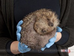 Илүүдэл жинтэй Бөөдий