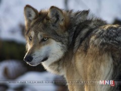 Саарал чонын тоо толгойг сэргээх ажил өрнөж байна  