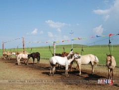 Зосын давааны ард олон уяач ханаа шийрлэжээ