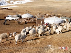 Ургамлын гаралтай малын хордлогот өвчнийг эмчлэх боломжтой 