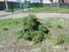 Лууль, шарилж хамгийн их эрдэст бодис агуулдаг гэв