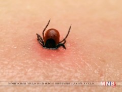 Хачигт халдвараас хэрхэн сэргийлэх вэ
