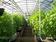 10.2 га талбайд жилийн турш ургац авах өвлийн хүлэмж байгуулжээ