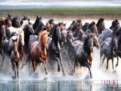 Малын хордлогыг байгалийн гаралтай бэлдмэлээр эмчлэх боломжтой