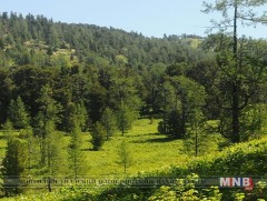 Манай улсын нийт ойн хэмжээ Грекийн газар нутгийн хэмжээтэй тэнцэнэ