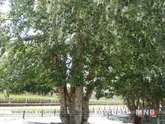 Улиасны молцгийг тайрч, хөвөнг багасгах ажил үргэлжилж байна