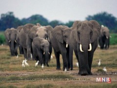 Африк тивд заан үржүүлэх дархан цаазат газар дахин нэгээр нэмэгдэнэ 