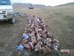 Орон нутагт тарваган тахлын вакцинжуулалт хангалттай хүргэгджээ