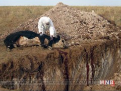 Говьсүмбэр аймагт малын шүлхий өвчин гарчээ