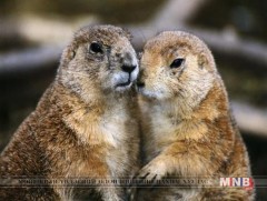 Тарвага агнах, худалдаалах, худалдан авахгүй байхыг анхааруулж байна