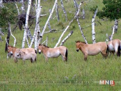 “Хустайн нуруу”-г жилд 18 мянга гаруй жуулчин зорьдог 