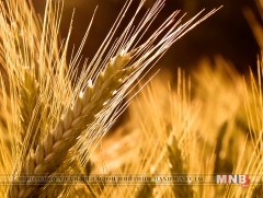 Дотоодын гурилын хэрэгцээг бүрэн хангана