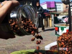 Самар түүгчид хуш модыг гэмтээсээр байна