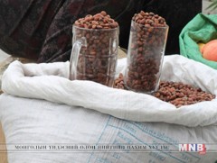 Архангай аймагт самар түүж, худалдаалахыг зөвшөөрчээ