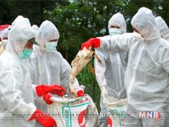 БНХАУ-д шувууны томуугийн халдвараар хүн нас баржээ  