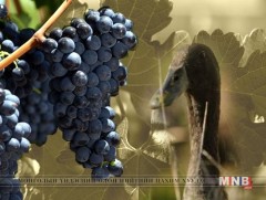 Усан  үзмийн талбайг хамгаалахад галуун сүрэг ашиглаж байна