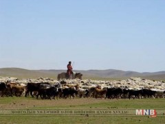 Малчдын тэтгэврийн насыг 5 жилээр наашлуулах хуулийн төсөл өргөн барина