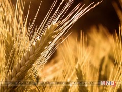 Гурилын хэрэгцээгээ бүрэн хангах улаан буудай хурааж авна