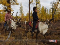 Оросын цаатнуудын дунд тахал өвчин гарчээ 