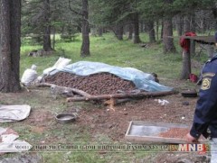 Богд уул руу гарсан самарчдыг буулгаж байна