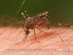 Шумуулаар дамждаг шар чичрэг өвчнөөс урьдчилан сэргийлье