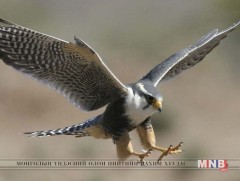 Отгийн үйл ажиллагааг түр зогсоогоод байна