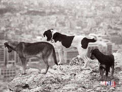 Нохой, муур тэжээх, устгах журмын төсөлд санал авч байна