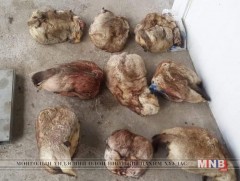Тарваганы есөн тулам хураан авчээ