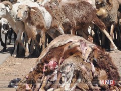 Арьс, ширний үйлдвэрлэлийг төрийн бодлогоор дэмжвэл малын түүхий эд үнэд хүрэх боломжтой