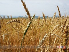 Манай улс энэ жил 501 мянган тонн үр тариа хураан авна