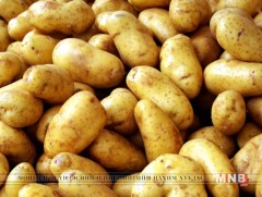 Тариаланчид шуудай төмсийг 5000 төгрөгөөр худалдаалж байна