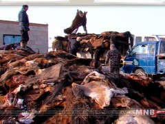 Хонины нэхий, арьс, ширний үнэ нэмэгдэх боломжтой боллоо