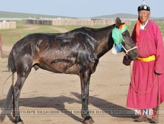 Ц.Хэнмэдэх уяачийн хонгор халзан морийг “Макс”-ын Д.Ганбаатар 100 саяар худалдаж авахаар очжээ 