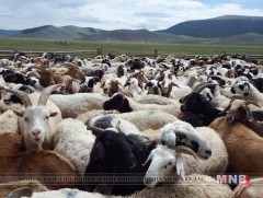 Малын тоо өссөн нь өвсний гарц, ургац муудахад нөлөөлжээ