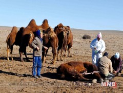 Хорио цээр тогтоож, эрүүл бүсээ хамгаална 