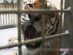 Барын дуу авианаас нас, хүйс, хүндийн жинг нь мэдэж болно