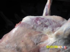 Цэцэг өвчтэй малын мах аймгийн төв рүү оруулах гэж байгаад баригджээ