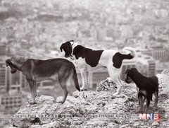 “Нийслэлийн нутаг дэвсгэрт нохой, муур тэжээх, устгах журам”-ыг хэлэлцүүллээ