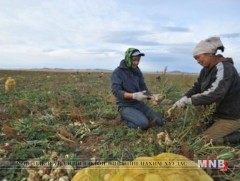 Газар тариалангийн бүс нутгаар цочир хүйтэрнэ