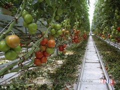 Энэ жил хүлэмжийн ногоог эрт хураана