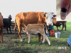 Боом өвчний сэжигтэй бүсэд нэмж пост гаргана