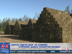 Царгас идсэн мал -50 хэмийн хүйтнийг давах тэсвэртэй болдог
